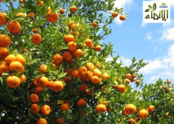 “الإنماء للتنمية الزراعية” التابعة لجهينه تحصل على 3 شهادات دولية