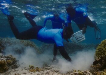 شراكة بين سامسونج وSeatrees لتعزيز جهود الاستدامة في المحيطات