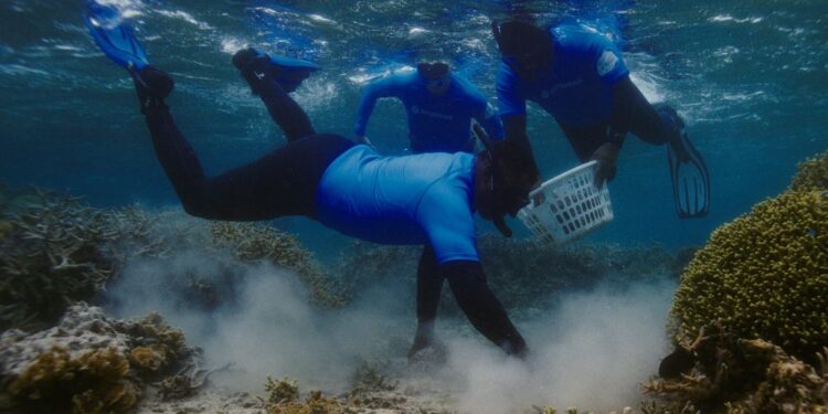 شراكة بين سامسونج وSeatrees لتعزيز جهود الاستدامة في المحيطات