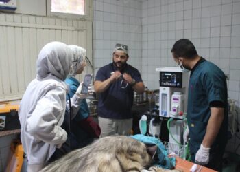 صيدلية بيطرية ومناطق لتجهيز الوجبات وتعيين 60 خريج بحديقة حيوان الجيزة