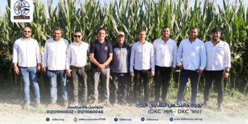 دالتكس تضاعف إنتاجية الذرة بزيادة تصل إلى 25% مع الصنف ديكالب 6919
