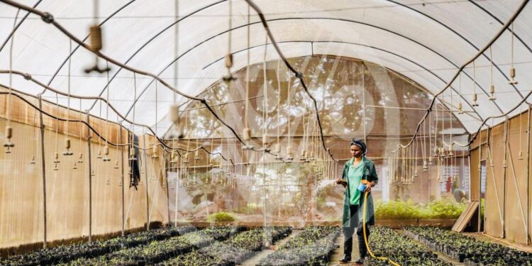 دعوة الدول الإفريقية إلى اغتنام الفرص لتعزيز اقتصاداتها من خلال خططها الوطنية المناخية الجديدة “NDCs”