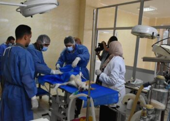 الطب البيطري: إنجاز جديد في التعقيم الجراحي يعزز الصحة والتوازن البيئي