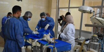 الطب البيطري: إنجاز جديد في التعقيم الجراحي يعزز الصحة والتوازن البيئي