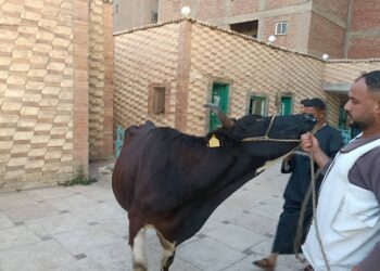 مبادرة من عضو النواب عن الطالبية والعمرانية لمواجهة جشع التجار
