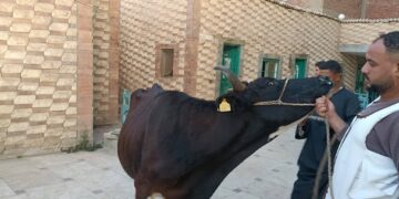 مبادرة من عضو النواب عن الطالبية والعمرانية لمواجهة جشع التجار